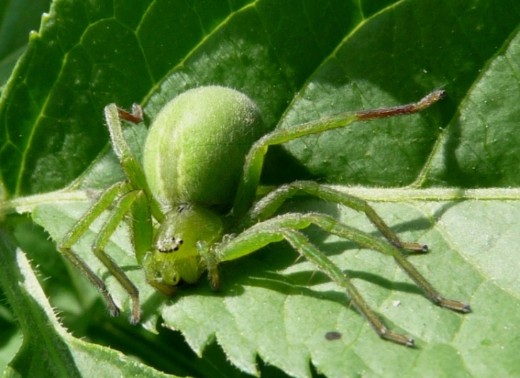 Micrommata ligurina